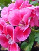 Camaïeu floral rose Photo sur Alu