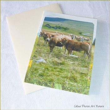 Carte Vaches d`Auvergne de Céline Photos Art Nature 