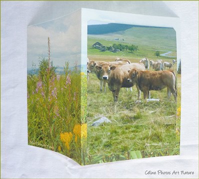 Carte Vaches d`Auvergne de Céline Photos Art Nature 