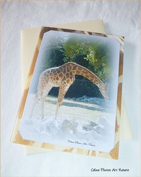 Carte double Girafes de Céline Photos Art Nature 