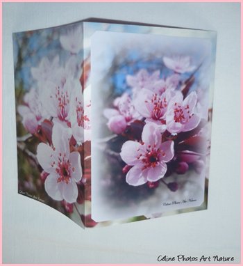 Carte double personnalisable de Céline Photos Art Nature avec des fleurs du printemps 2014