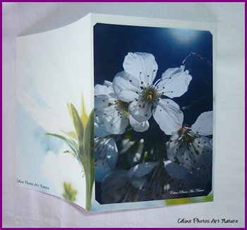 Carte double personnalisable de Céline Photos Art Nature avec des fleurs du printemps 2014