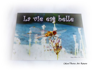 Carte postale positive sur les libellules de Céline Photos Art Nature