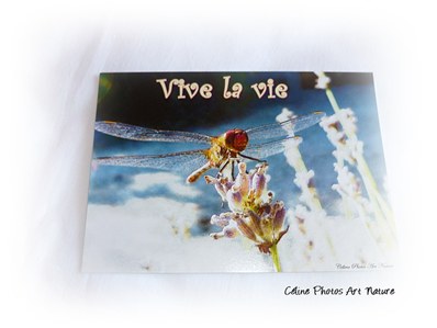 Carte postale positive sur les libellules de Céline Photos Art Nature