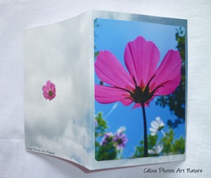 Carte faite main avec un cosmos fuchsia sur ciel bleu azur