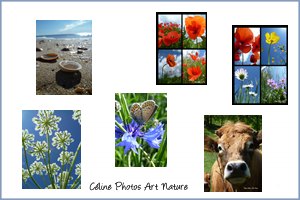 Lot de 12 cartes postales personnalisées de Céline Photos Art Nature