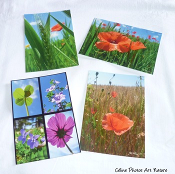 Lot de 4 cartes postales de Céline Photos Art Nature sur l`été et ses fleurs dont les coquelicots