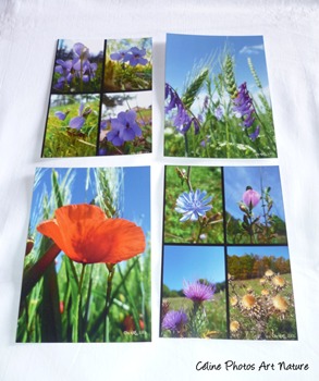 Lot de 4 cartes postales de Céline Photos Art Nature sur l`été et ses coquelicots