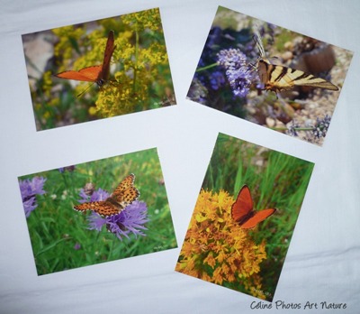 Cartes postales été papillons de Céline Photos Art Nature