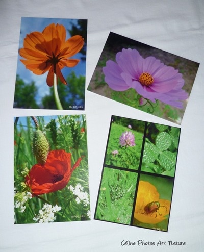 Cartes postales printemps de Céline Photos Art Nature