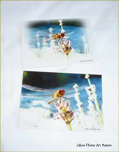 Cartes postales positives sur les libellules de Céline Photos Art Nature