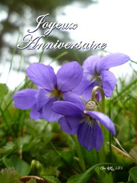 Carte double d`anniversaire de nature avec des fleurs de violettes.
