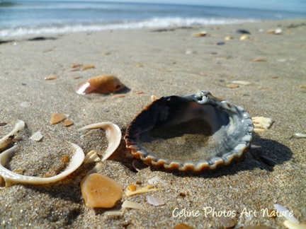 Poster de mer et de coquillages en été