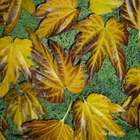Coussin décoration " Dessin de feuilles "