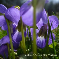 Coussin décoration "Bouquet de violettes"40x40cm