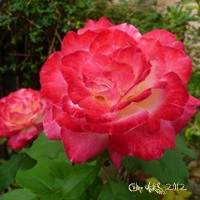 Coussin " Rose tendresse " 40x40cm