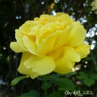 Coussin " Rose jaune " 40x40cm