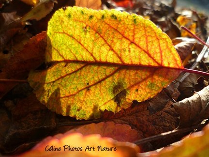 Feuille d`automne Photo de Céline Photos Art Nature