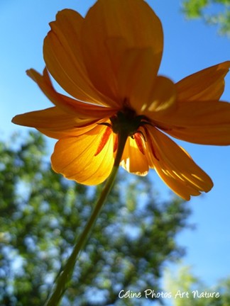 Fleur de Cosmos orange