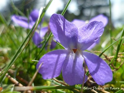 Fleurs de violettes printemps 2015 de Céline Photos Art Nature
