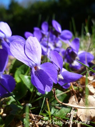 Photo de fleurs de Violettes par céline Photos Art Nature printemps 2014