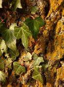 Le lierre et le lichen  Photo sur Alu
