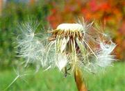 Fleur de pissenlit au gré du vent  Photo sur Alu