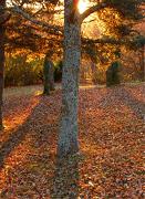 Sous-bois d'automne  Photo sur Alu