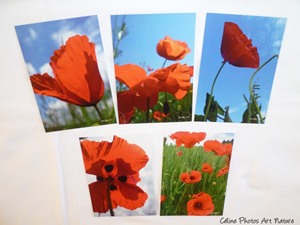 Lot de 5 cartes postales 2014 de Céline Photos Art Nature sur les coquelicots