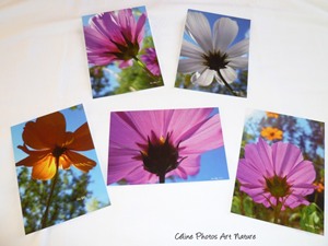 Lot de 5 cartes postales de Céline Photos Art Nature sur les cosmos