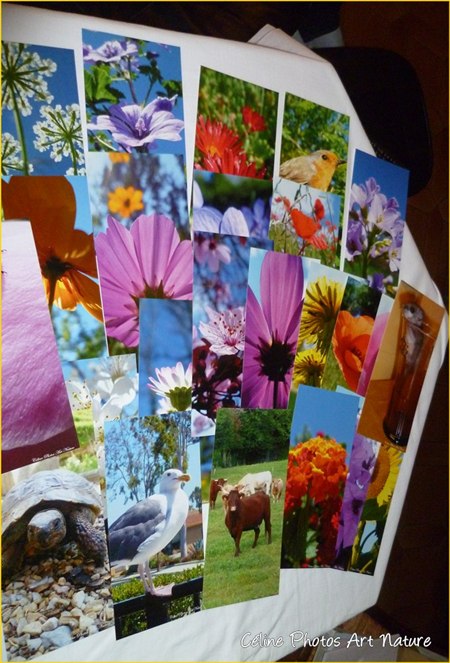 Lot de 50 cartes panoramiques de Céline Photos art Nature 