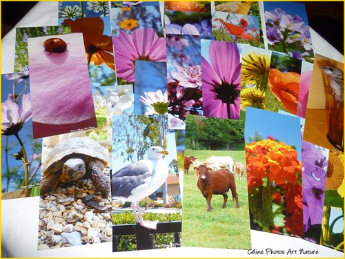 Lot de 50 cartes panoramiques de Céline Photos art Nature 