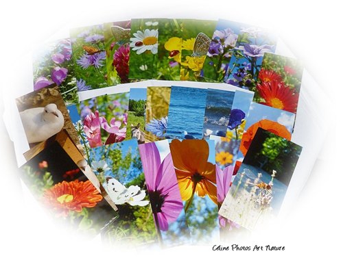 Lot de 50 cartes postales panoramiques de Céline Photos Art Nature