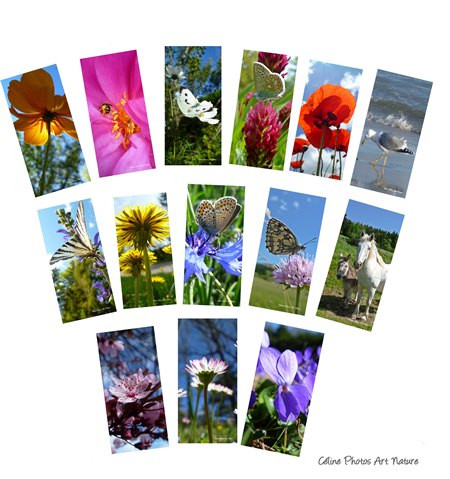 Lot de 50 cartes postales panoramiques de Céline Photos Art Nature