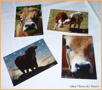 Lot de 4 cartes postales 2014 de Céline Photos Art Nature sur les vaches