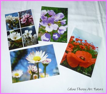 Lot de cartes postales 2014 de Céline Photos Art Nature