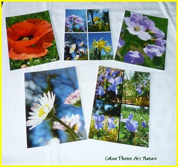 Lot de 5 cartes postales 2014 de Céline Photos Art Nature