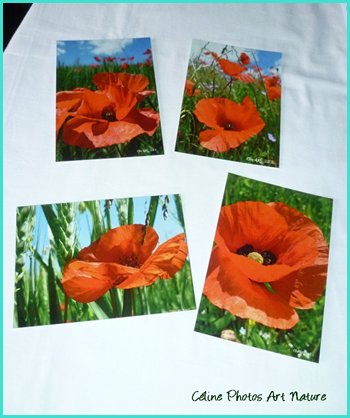 Lot de 4 cartes postales 2014 de Céline Photos Art Nature sur les coquelicots