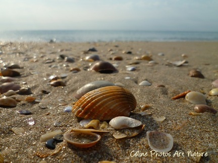 Poster de mer et de coquillages en été