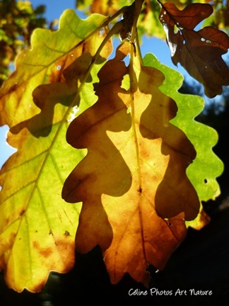 Photo de feuilles d`automne de Céline Photos Art Nature qui créent des ombres chinoises