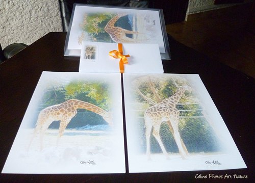 Papier à lettres Girafes de Céline Photos Art Nature 
