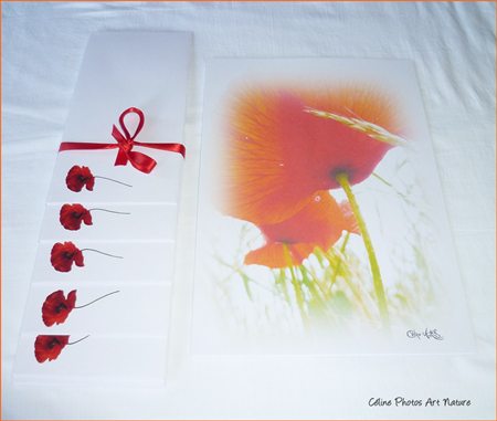 Papier à lettres champ de coquelicots de Céline Photos Art Nature