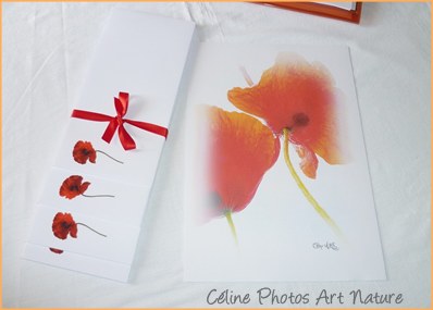 Papier à lettres coquelicot de Céline Photos Art Nature 2014