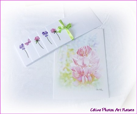 Papier à lettres vert et rose de Céline Photos Art Nature