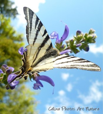 Papillon Flambé photo de Céline Photos Art Nature