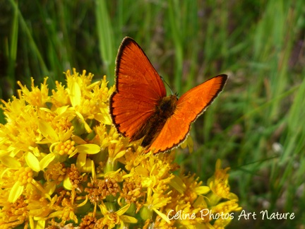 Papillon orange 
