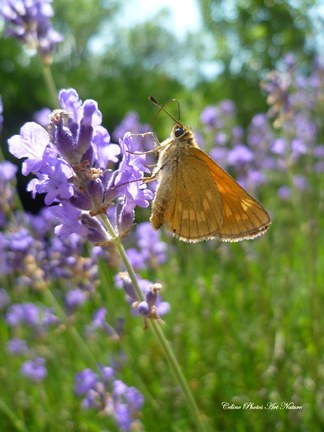 Papillon et lavande photo de Céline Photos Art Nature
