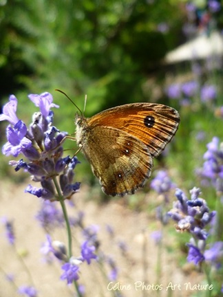 Papillon sur fleur de lavande
