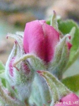 Photo du site Céline Photos Art Nature de bourgeons de fleurs de pommiers rose fuschia.