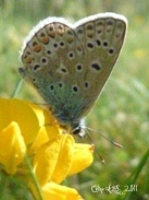 Papillon acrobate Photo sur Alu